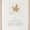 Aries 4